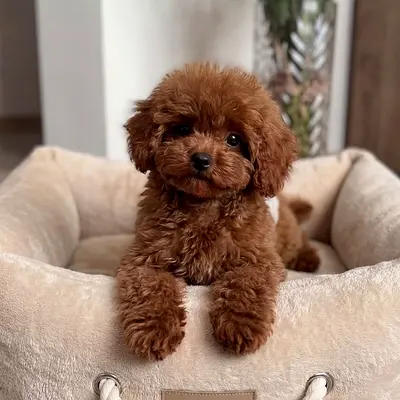 Toy poodle looking for new home