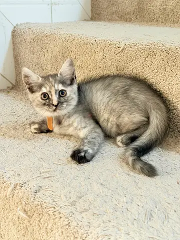 2 Month old British Shorthair Kitten