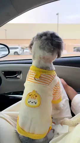 Small dog/small pet yellow striped vest — like new