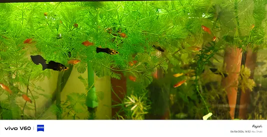 Aquarium Plants