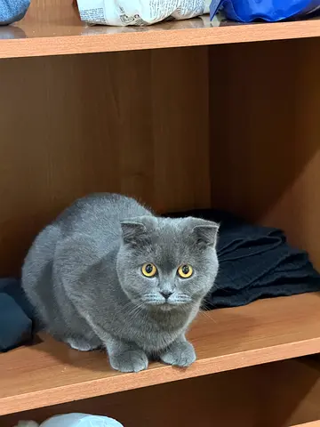 Scottish fold female kitten