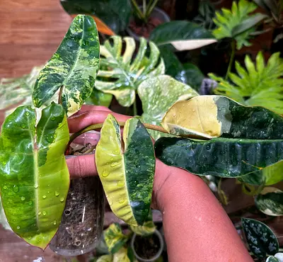 Variegated Billietiae with half moon Aed600/-. Pickup from financial center metro station. Delivery