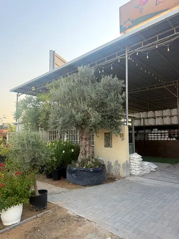 Small olive trees and assorted potted garden plants - collection