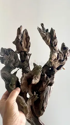Natural driftwood decor piece - medium size in Zayed city