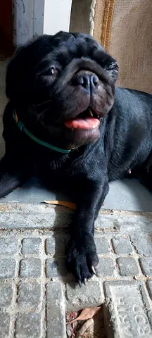 Pug puppy