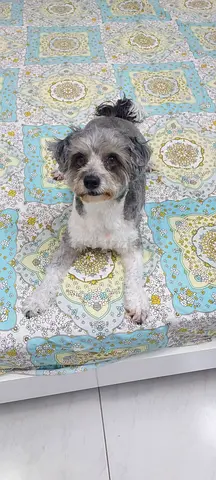 Small friendly hawanese breed dog 8 years old available for adoption — well-behaved and playful.