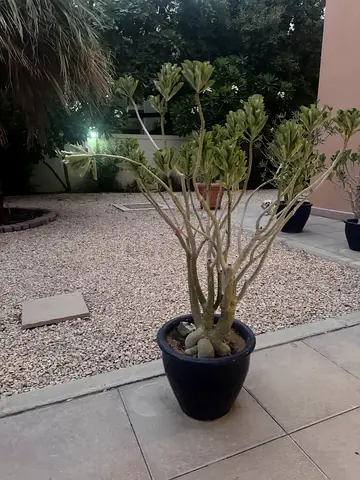 Large potted desert roses/palms in blue ceramic pot - ready to rehome