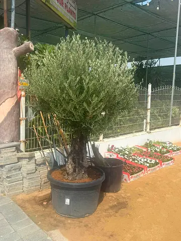 Olive tree in large outdoor pot — mature, ready to plant