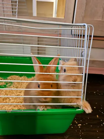 Small rabbit with cage and accessories - ready for rehome