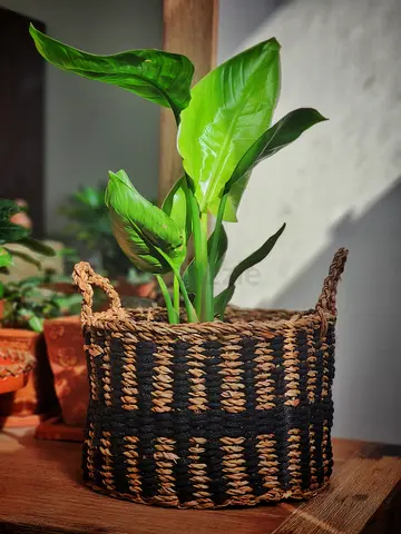 Bird of Paradise (Strelitzia) indoor plant with seagrass basket