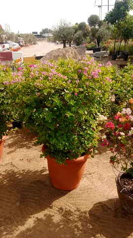 Large Pink Flowering Potted Shrub - Ready to Plant