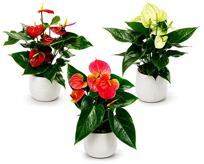 Viva Verda Anthurium Collection Bundle (White, Pink & Red) Indoor Plants in Ceremic Pot UAE