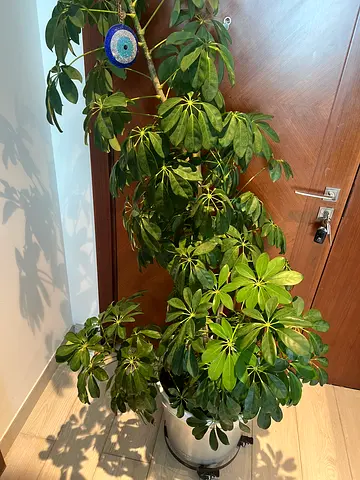 Healthy, well maintained large Indoor Schefflera (Umbrella Plant) in Pot