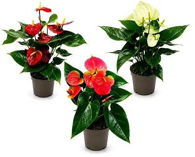 Viva Verda Anthurium Collection Bundle (White, Pink & Red) Indoor Plants in Plastic Pot UAE