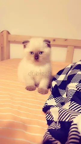 Kitten for adoption