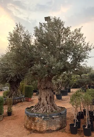 Mature Olive Tree in Large Nursery Container — Ready for Planting