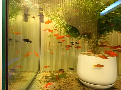 🐼 Panda Molly – A Charming Addition to Your Aquarium! 🐟