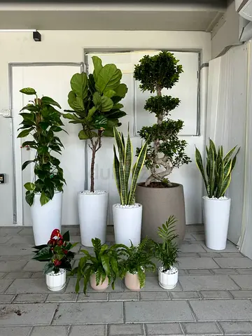 Indoor potted plants collection — Fiddle Leaf, Snake Plants, Bonsai and more