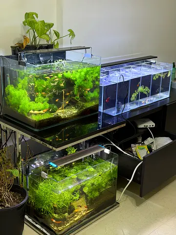 Aquarium and fish for sale