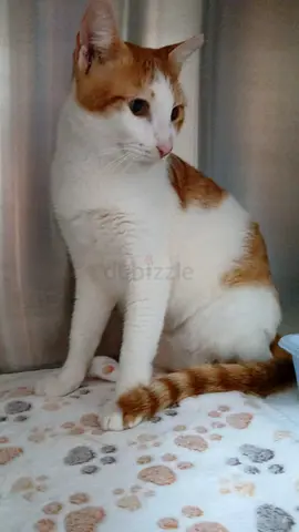 Abandoned cat looking for forever home