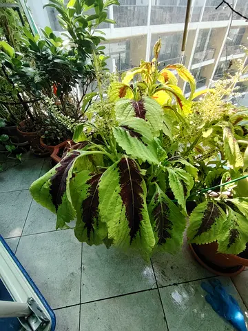 MOVING OUT SALE: Large potted coleus plant with vibrant green and burgundy leaves