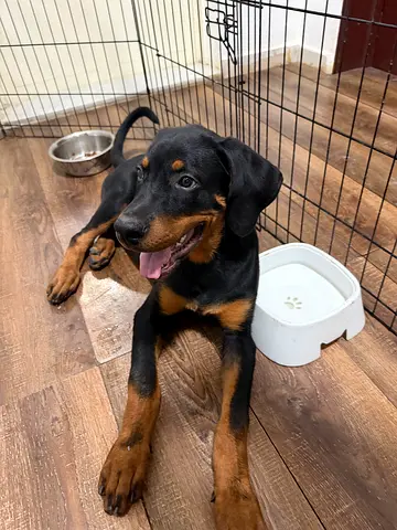 adoption for Rottweiler puppy 3 months old