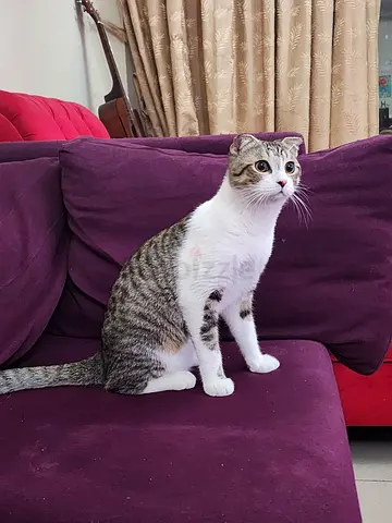 Playful boy cat, Max, for free adoption