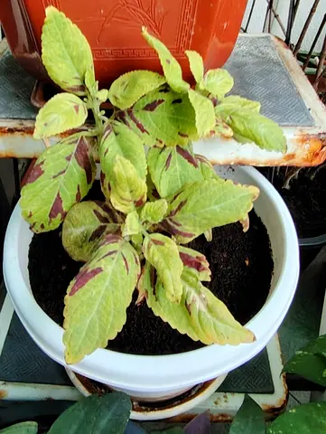 MOVING OUT SALE: Potted coleus plant (healthy small indoor/outdoor plant) - ready to rehome