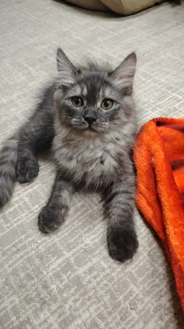 Young grey long-haired kitten available for adoption