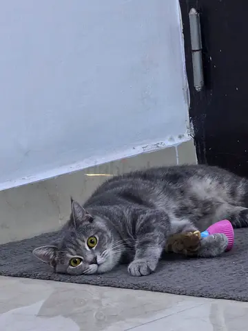 Kitten for adoption / British Short Hair -Tabby Domestic Mix