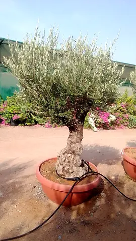 Potted Olive Tree with Mature Trunk - Healthy, Well-Established