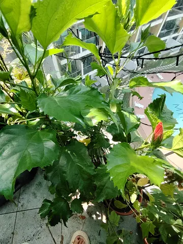 MOVING OUT SALE: Potted hibiscus plant - healthy balcony shrub