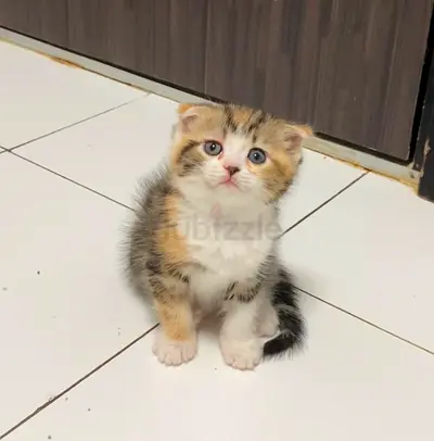 Pets