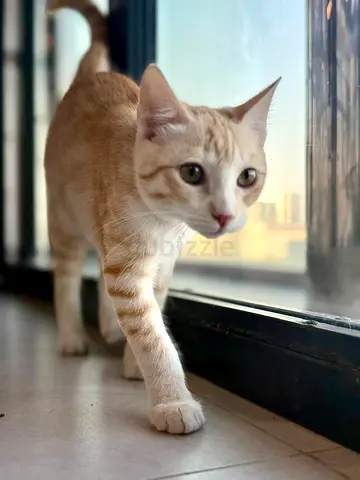 George — the perfect little explorer with a heart full of love