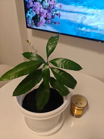 Mango indoor & outdoor potted plant in white planter