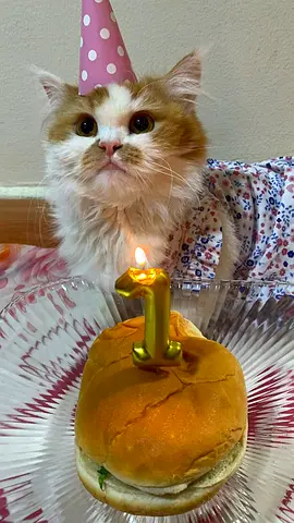 Adorable Female Cat Available for Adoption 🐾( for free)