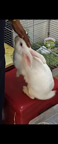 Friendly Heathy white Female rabbit looking for a new home/ 7 months old