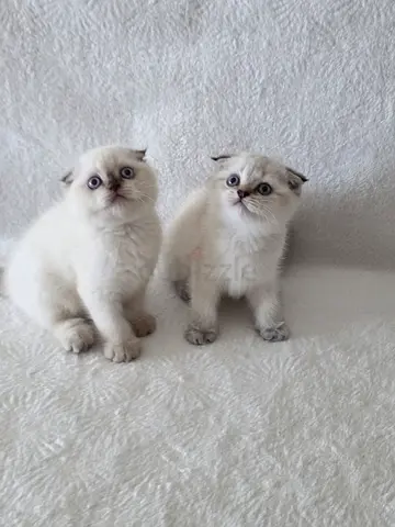 Pure Scottish fold