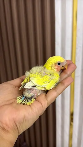 Fischer purblue & Love bird chicks available.