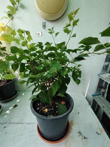 MOVING OUT SALE: Bougainvillea plant