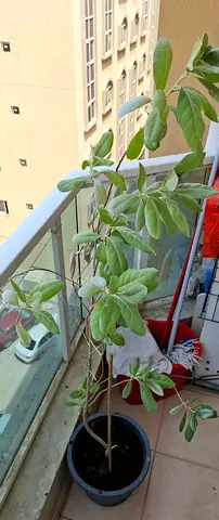 Potted indoor/outdoor variegated plant - ready to rehome