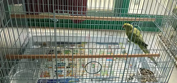 New Cage With Parrot