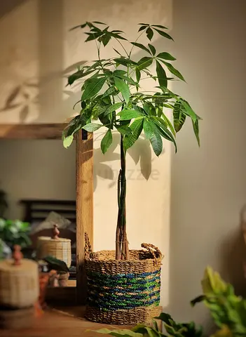 Money tree (Pachira Aquatica) braided/twisted trunk indoor plant with seagrass basket