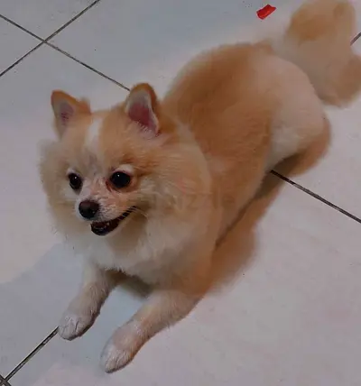 Small dog Pomeranian
