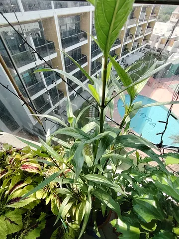 MOVING OUT SALE: Justicia gendarussa Plant