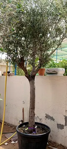 Mature potted olive tree (ready for transplant) - healthy trunk and canopy