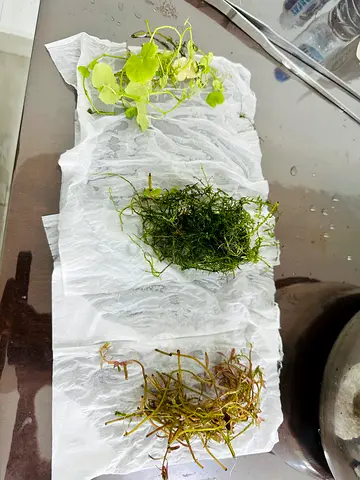 Aquarium plant trimmings