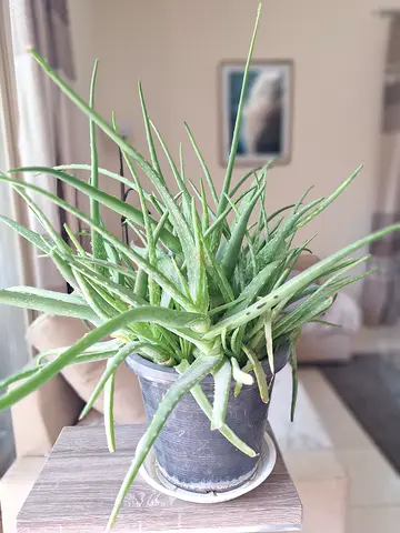 FREE ALOE VERA PLANT, HAS TO GO TODAY