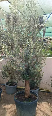 Mature potted olive tree — sturdy trunk, established plant