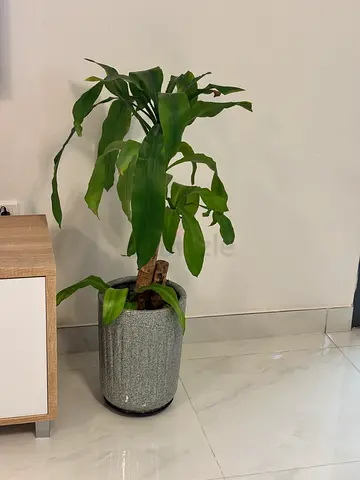 Indoor Potted Dracaena Plant in Decorative Grey Planter